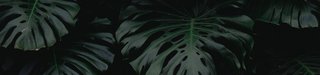 Εικόνα Hero banner για Άρθρο Aura Botanica Kerastase